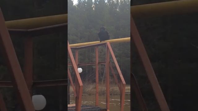 Огромный ворон попросил помощь и уже месяц живет в домике своего спасителя. смотреть онлайн