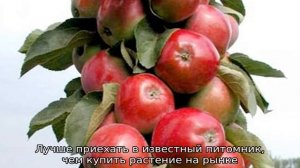 Колоновидные яблони для урала, сорта