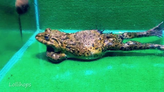 Wow!! Asian Bullfrog Tries To Eat Fast Mouse And Scorpion! Warning Live Feeding смотреть онлайн
