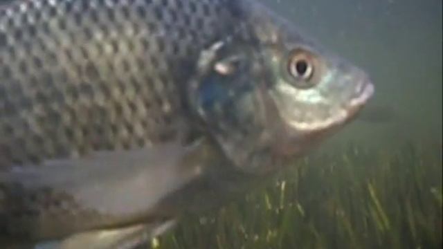 Прогулки с тяляпией 2. Walks With Tilapia Underwater Video