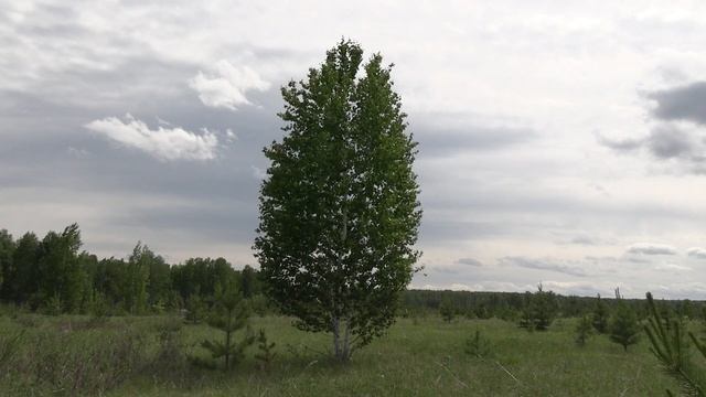 Стоит береза качается под гитару смотреть онлайн