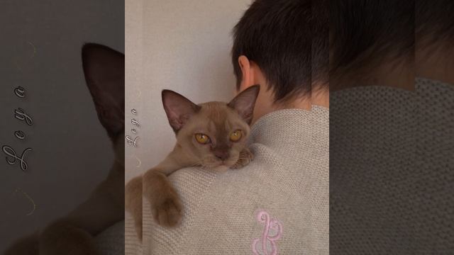 Шоколадный бурманский котёнок девочка Leya. Питомник бурманских кошек Freya Way*RU смотреть онлайн