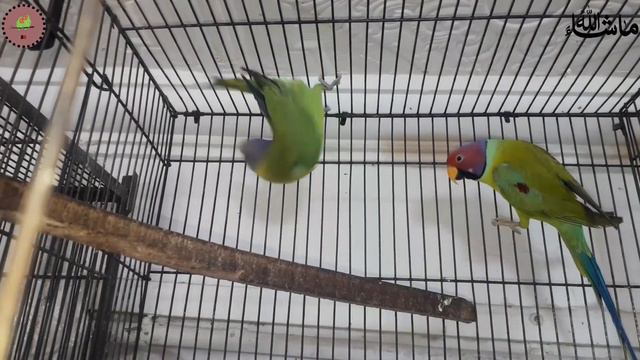 Bird Market Rasheedabad Latest update 2024 II Sunday bird market multan смотреть онлайн