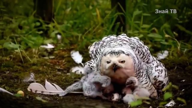 СОВЫ - ночные наглецы, нападающие на орлов! смотреть онлайн