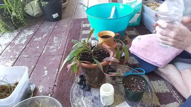 Propagating  :Pseudorhipsalis Rhipsalis Ramulosa : Red Rhipsalis