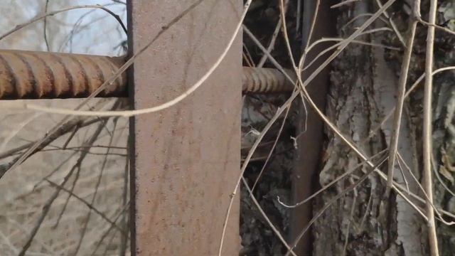 Черенкование хвойников. смотреть онлайн