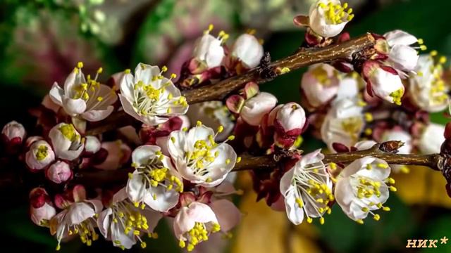 Для милых дам. смотреть онлайн