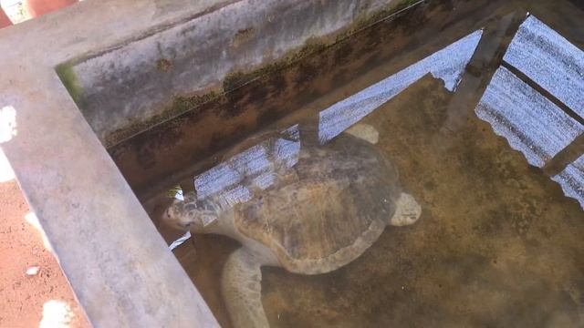 Экскурсия по достопримечательностям Шри-Ланки/16.03.2023? смотреть онлайн