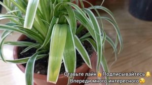 Мой самый необычный ХЛОРОФИТУМ цветет?Лаксум?Цветение?Размножение