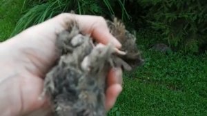 Определяем несётся перепелка или нет.