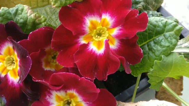 Red and Yellow Primrose (Scientific name: Primula vulgaris) смотреть онлайн