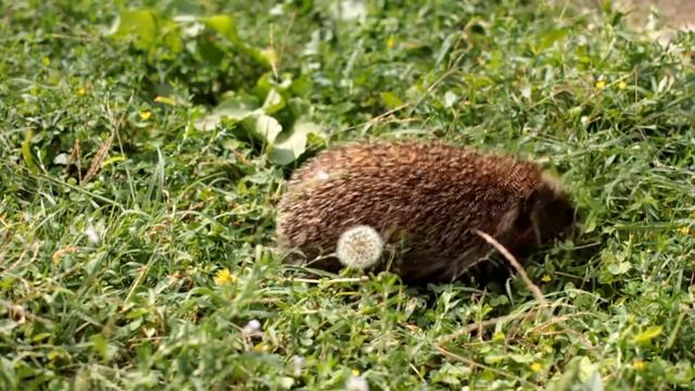 Ежик обыкновенный. Европейский еж в дикой природе смотреть онлайн