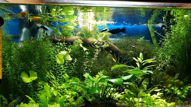 Аквариум 76 литров (апистограммы, гуппи, моллинезии)