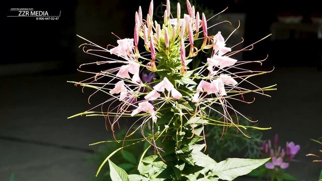 Ашуг Айдун группа Арзу Живой звук на свадьбе
#ZZRMEDIA #DAGESTAN #Дагестан #Музыка #2023 смотреть онлайн