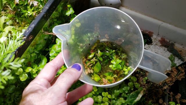 The Aquatic Plants I Sell Are Outgrowing My Grow-out Tank смотреть онлайн