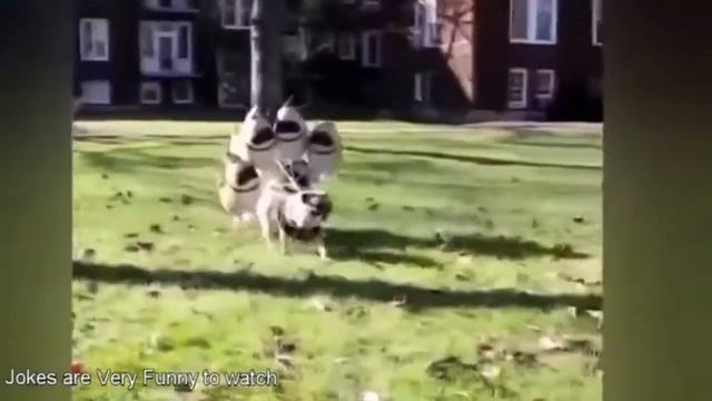 Почему не стоит заводить мопса смотреть онлайн