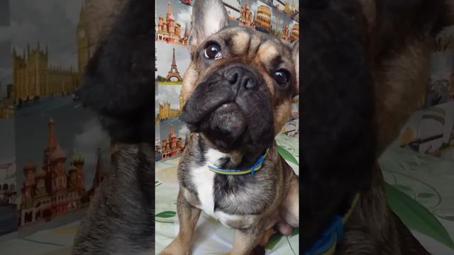 Французский бульдог поёт песню смотреть онлайн