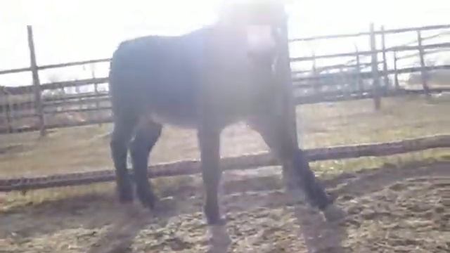 Осел , хронический ламинит ,переросшие копыта смотреть онлайн