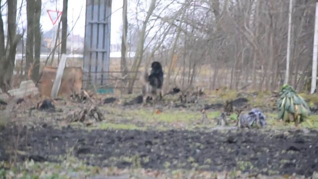 Тася и посторонние собаки. 4-й день дома. смотреть онлайн