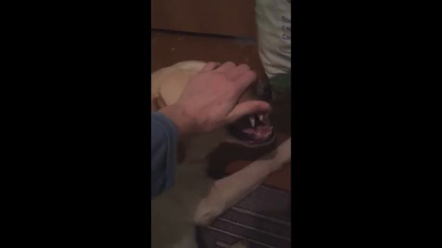 ШОК! СОБАКА ГРЫЗЕТ РУКУ!!!!!!!