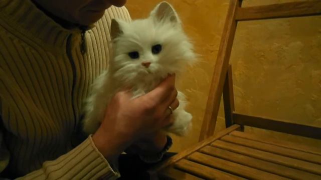 Интерактивная игрушка "Тигер електроникс" "Кот" смотреть онлайн