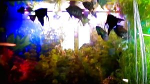 Кормление рыбок. Живые корма ( обзор). Овощи для аквариумных рыбок.