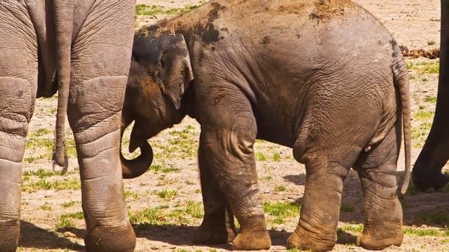 4K African Wildlife: Etosha National Park, Namibia, African Animals ... With Real Sounds in Video 4 смотреть онлайн