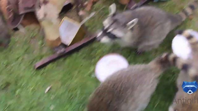 Мордочки енотов крупным планом смотреть онлайн