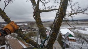 Арбористика‼️Удаление огромного дерева?наклонившегося на дом‼️Arboristic‼️cut down a big tree???