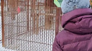 Барнаульский зоопарк Экскурсия с директором зоопарка