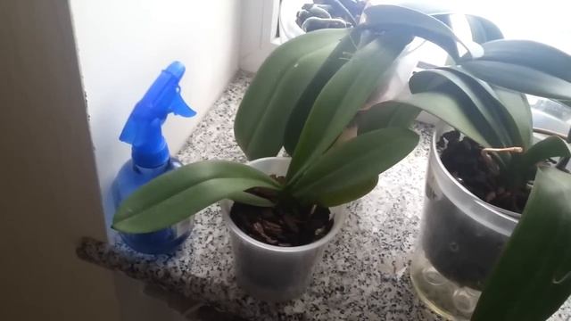 Как ухаживать за орхидеями фаленопсис зимой смотреть онлайн