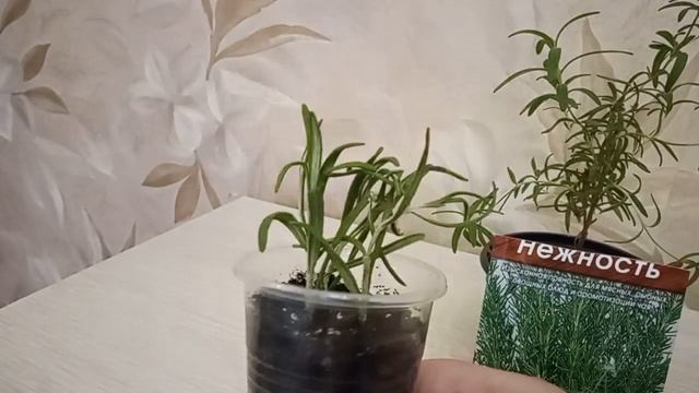 Розмарин. Первые всходы через семь дней. Ситуация с черенками. смотреть онлайн