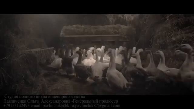 Гусиная ферма в Подмосковье. Гуси, гусята, гусиные яйца, мясо гуся. смотреть онлайн