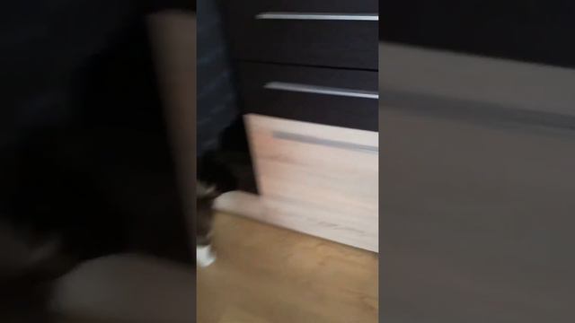 Акита 2,5 месяца смотреть онлайн