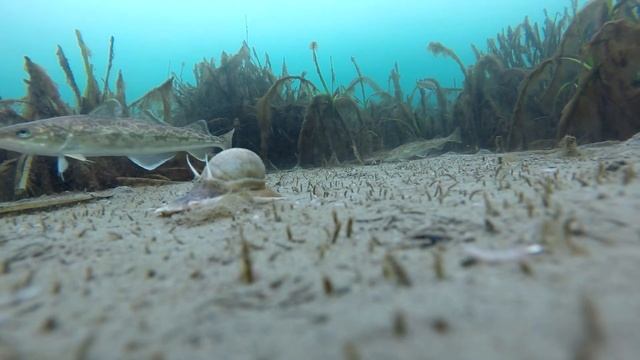 . Навага, Владивосток смотреть онлайн