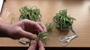 Хлорофитум. Размножение и пересадка.