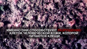 Пылевые клещи под микроскопом