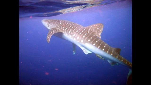 Акулы-людоеды в Черном море. Появились фотографии акулы около берега в Черном море. Какая это акула