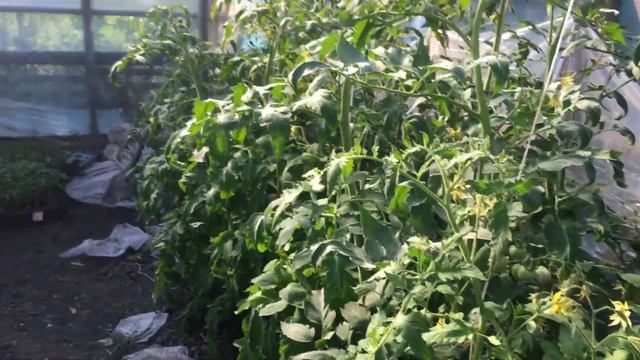 Высадка промежуточного оборота помидор смотреть онлайн