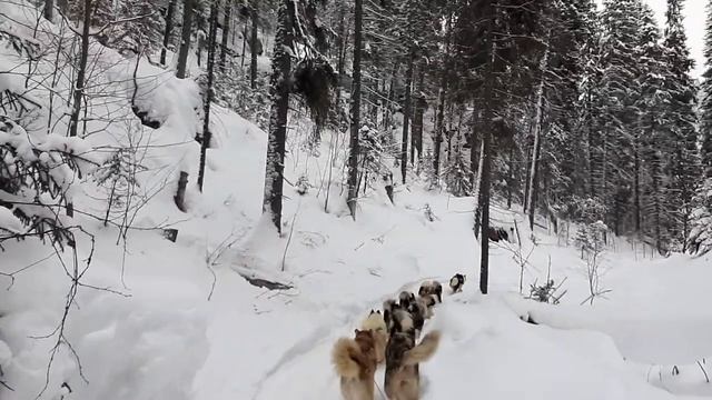 У нас наступила зима. Поход на собаках 30 км. Природный парк Пермский. Открытие эко тропы