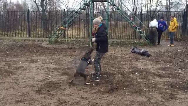 Питбуль Луна/Атака 3,5 метра/КУСЬ! 😎 смотреть онлайн