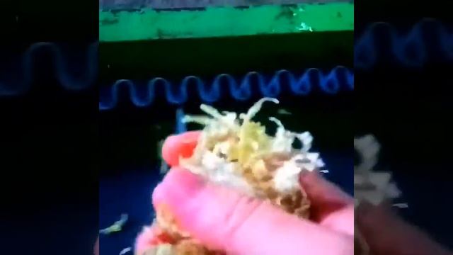 Сушеная капуста смотреть онлайн