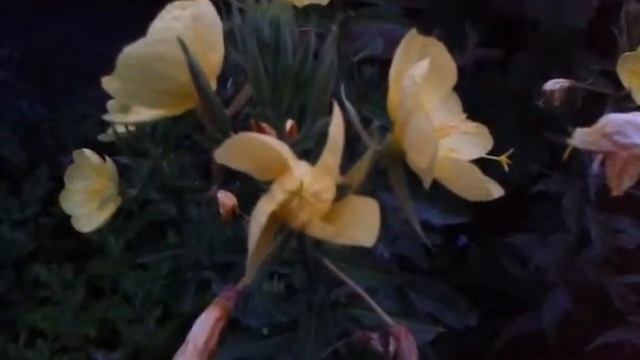 Примула вечерняя раскрывается на ночь. смотреть онлайн