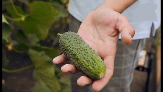 Обзор сорта огурцов "Лихач" (характеристики, свойства, фото) смотреть онлайн