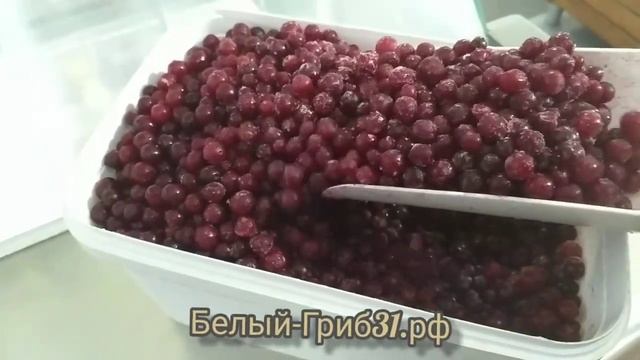 Клюква болотная. Белый-гриб31.рф. Продажа смотреть онлайн
