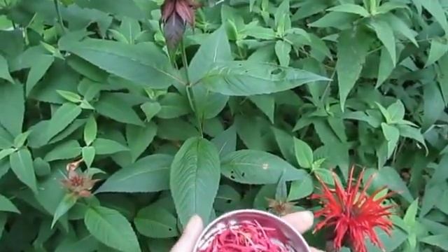 La monarde - couleur rouge cardinal смотреть онлайн