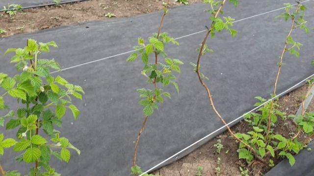 Шпалера для малины смотреть онлайн