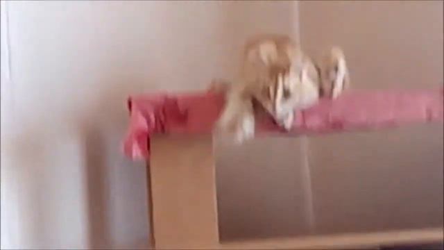 Сладкие сны кота Барсика в странных позах смотреть онлайн