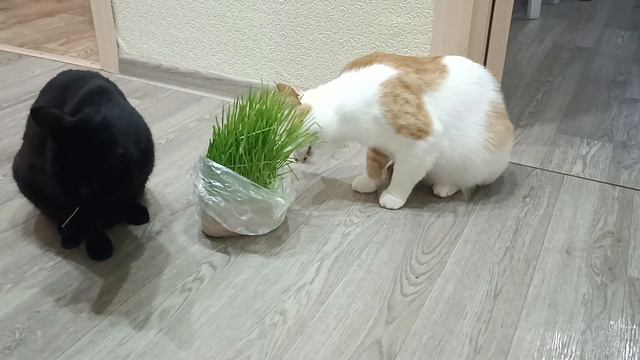 Кузя смотреть онлайн