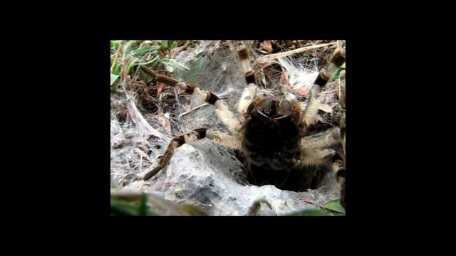 Тарантул защищает свою норку (Tarantula)